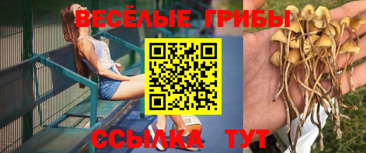 Галлюциногенные грибы GOLDEN TEACHER  Псилоцибиновые грибы GOLDEN TEACHER  закладки  Татарск  Вход с VPN 